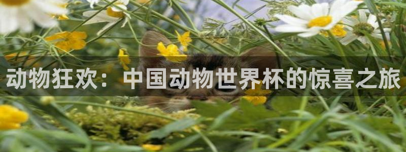 2026世界杯亚洲区预选赛：动物狂欢：中国动物世界杯的惊喜之旅